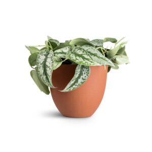 Royal Land Rare Indoor Plant Exotica Satin Money Plant