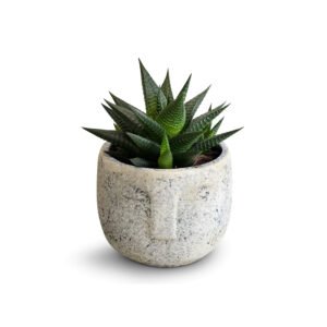 Posh Garden Haworthia Limifolia - Aloe Vera Plant