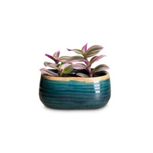 Tiny Store Self Watering Plant Pots Automatic Water Solution